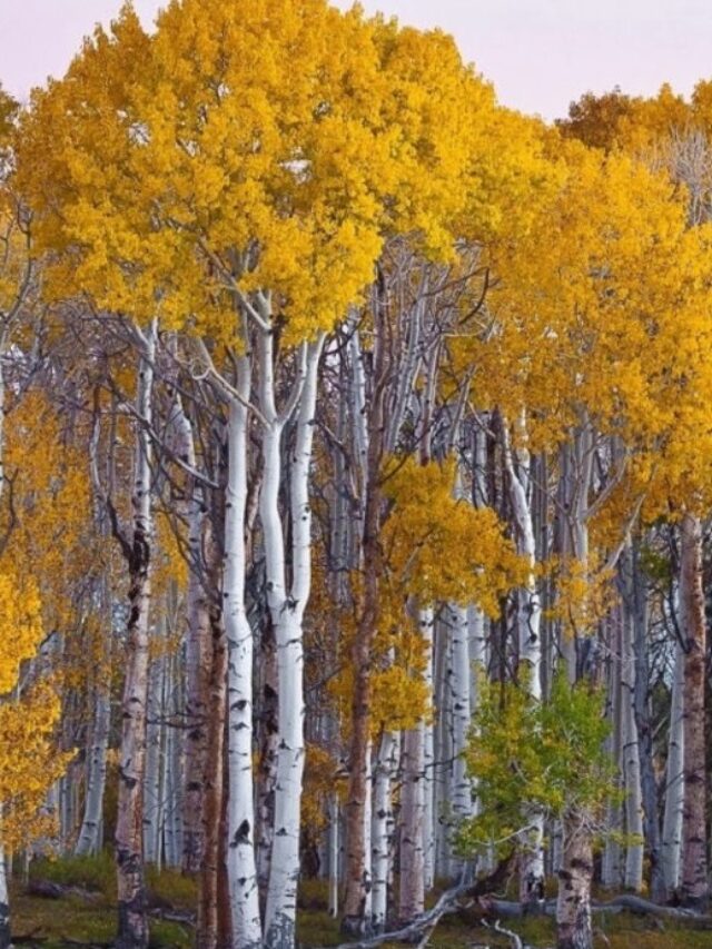 Birch Tree
